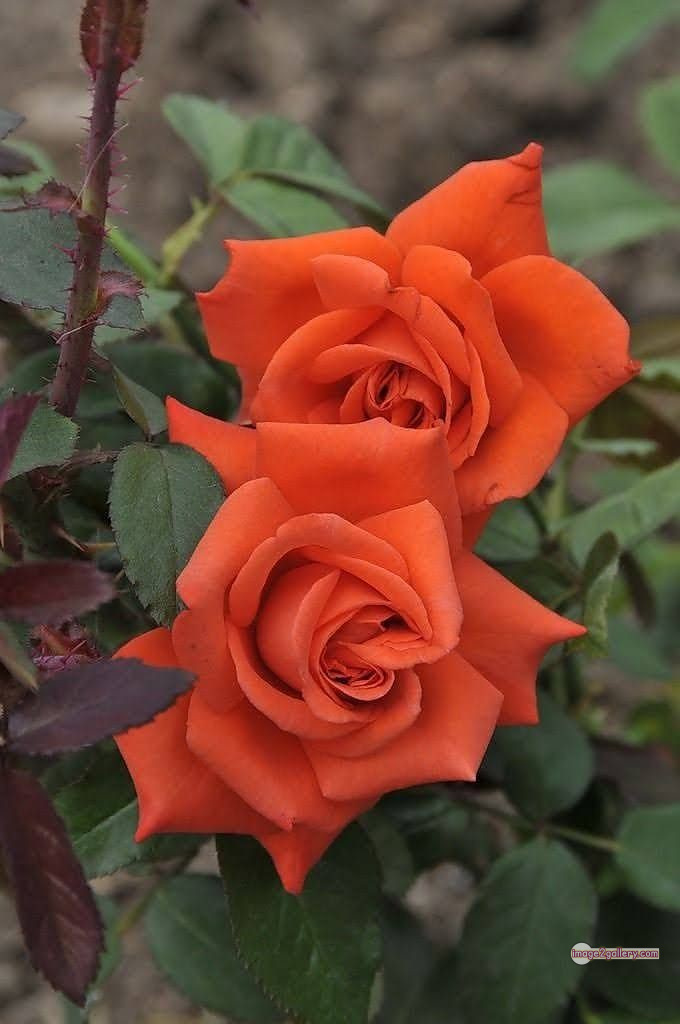 3300+ Beautiful Rose Flowers Image | Rose Flower HD Pic Download | 592 saffron rose -(38)