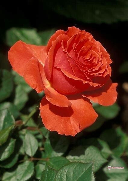 3300+ Beautiful Rose Flowers Image | Rose Flower HD Pic Download | 2726 saffron rose -(39)