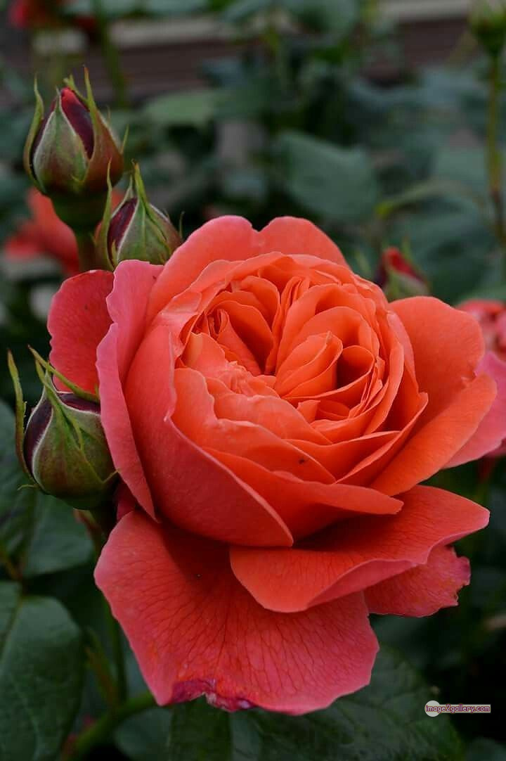 3300+ Beautiful Rose Flowers Image | Rose Flower HD Pic Download | 2649 saffron rose -(4)