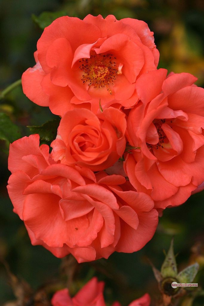 3300+ Beautiful Rose Flowers Image | Rose Flower HD Pic Download | 1810 saffron rose -(40)