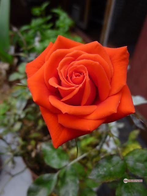 3300+ Beautiful Rose Flowers Image | Rose Flower HD Pic Download | 2687 saffron rose -(41)