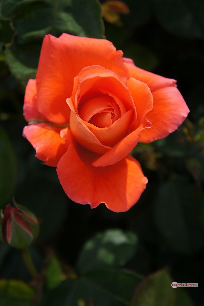 3300+ Beautiful Rose Flowers Image | Rose Flower HD Pic Download | 1232 saffron rose -(42)