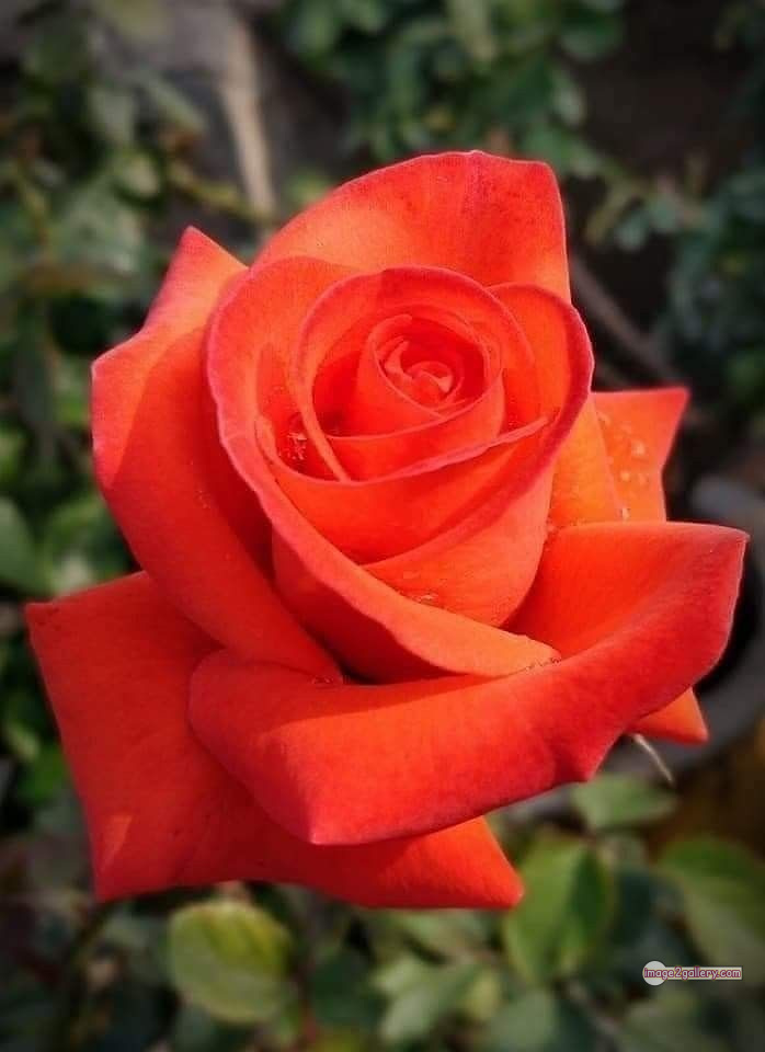 3300+ Beautiful Rose Flowers Image | Rose Flower HD Pic Download | 2688 saffron rose -(44)