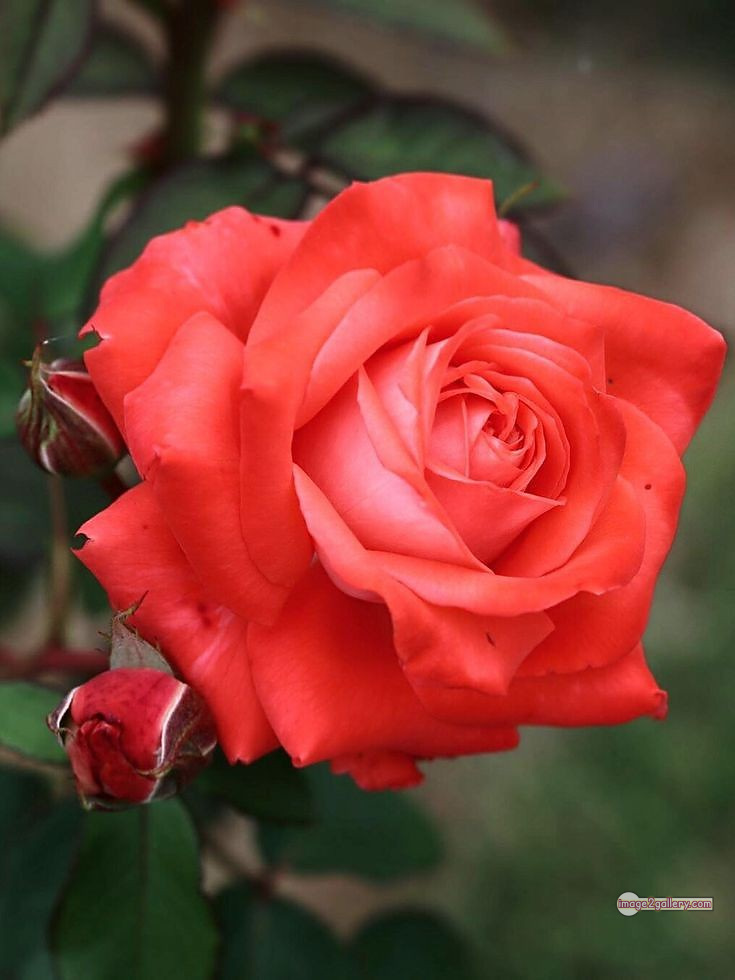 3300+ Beautiful Rose Flowers Image | Rose Flower HD Pic Download | 349 saffron rose -(48)
