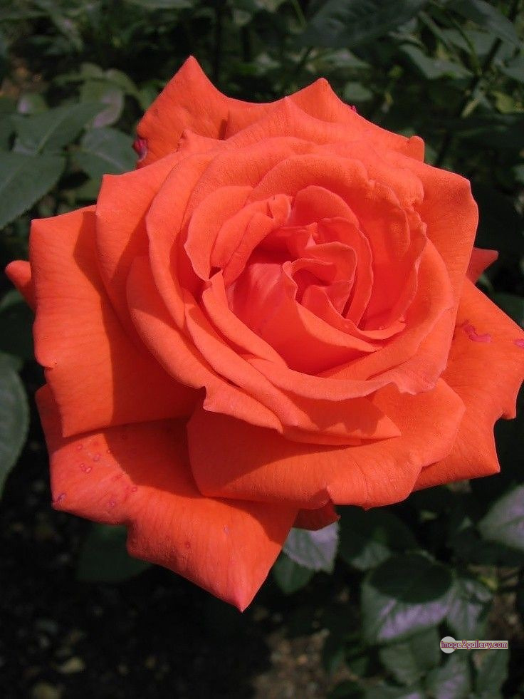 3300+ Beautiful Rose Flowers Image | Rose Flower HD Pic Download | 2689 saffron rose -(49)