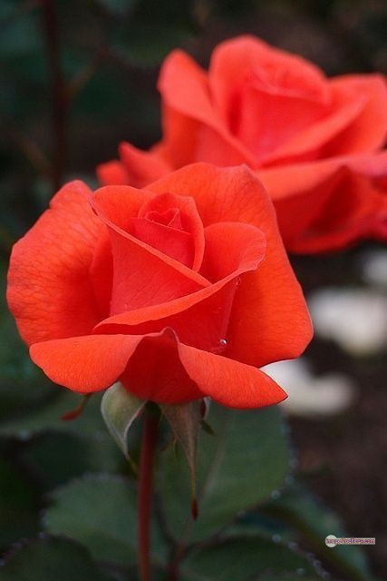 3300+ Beautiful Rose Flowers Image | Rose Flower HD Pic Download | 1484 saffron rose -(52)