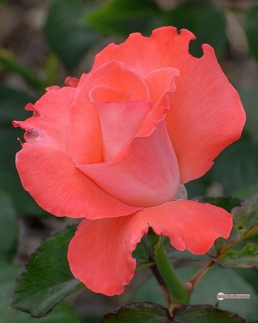 3300+ Beautiful Rose Flowers Image | Rose Flower HD Pic Download | 1597 saffron rose -(54)