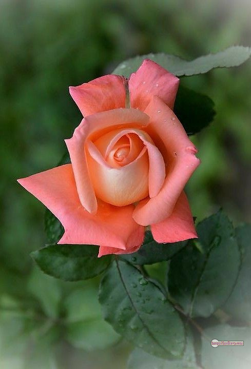 3300+ Beautiful Rose Flowers Image | Rose Flower HD Pic Download | 76 saffron rose -(55)