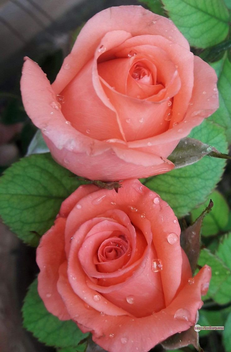 3300+ Beautiful Rose Flowers Image | Rose Flower HD Pic Download | 836 saffron rose -(56)