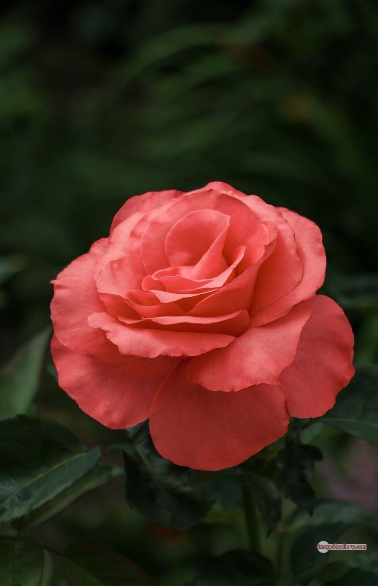 3300+ Beautiful Rose Flowers Image | Rose Flower HD Pic Download | 2723 saffron rose -(57)