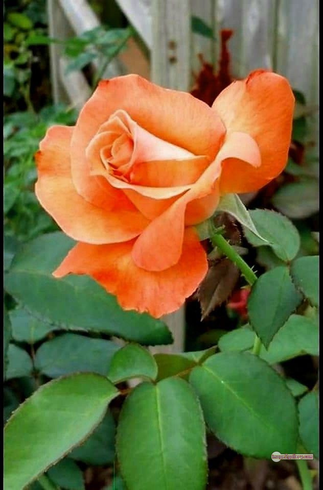 3300+ Beautiful Rose Flowers Image | Rose Flower HD Pic Download | 854 saffron rose -(61)