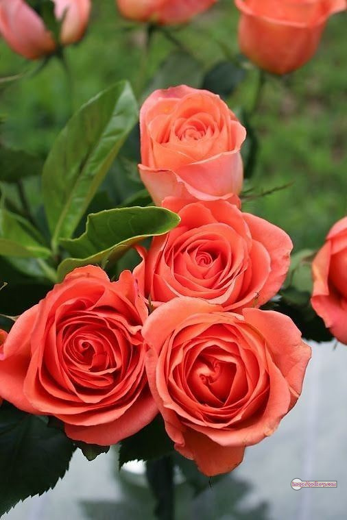 3300+ Beautiful Rose Flowers Image | Rose Flower HD Pic Download | 2615 saffron rose -(63)