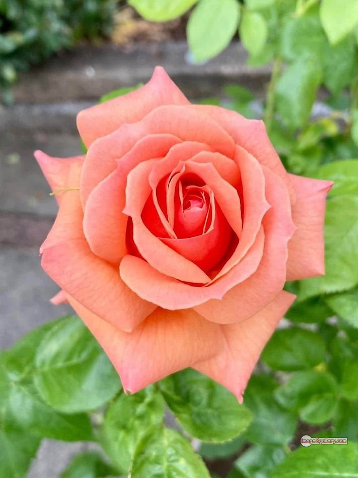 3300+ Beautiful Rose Flowers Image | Rose Flower HD Pic Download | 208 saffron rose -(64)