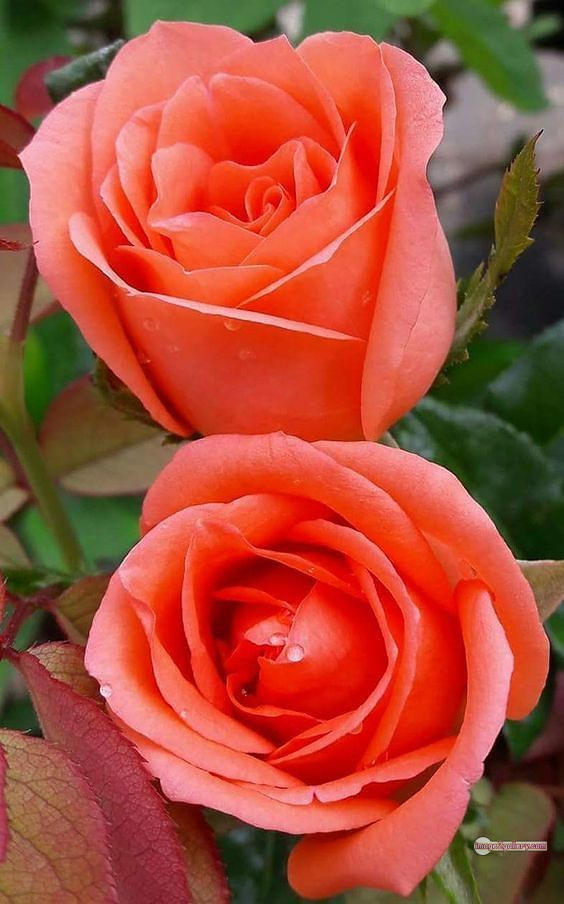 3300+ Beautiful Rose Flowers Image | Rose Flower HD Pic Download | 1442 saffron rose -(65)