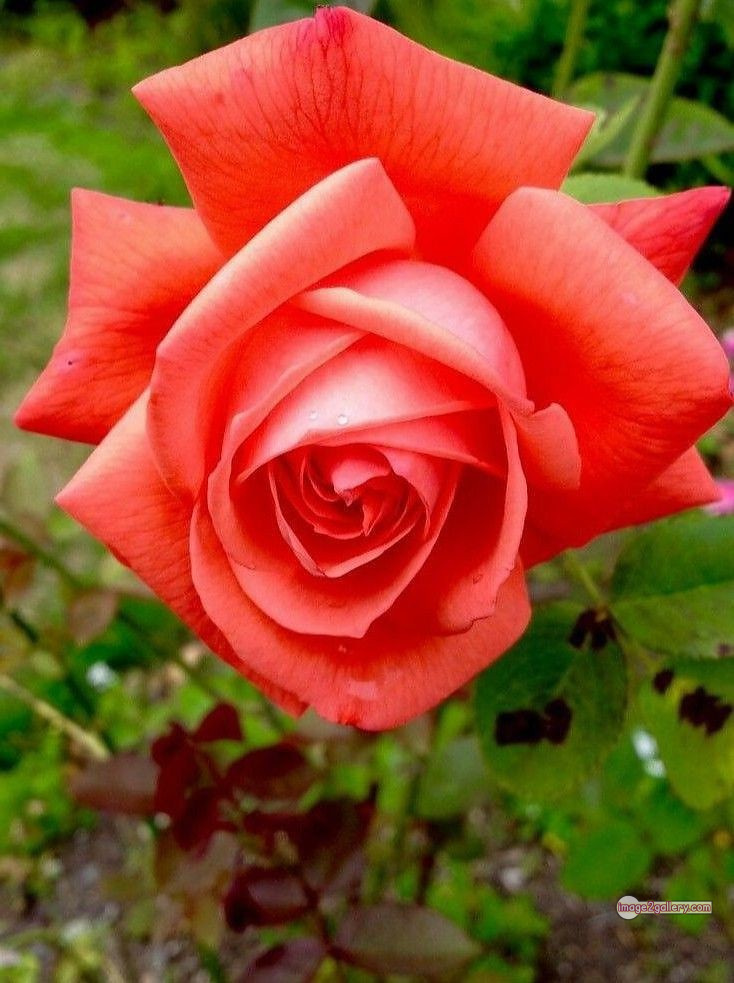 3300+ Beautiful Rose Flowers Image | Rose Flower HD Pic Download | 449 saffron rose -(66)