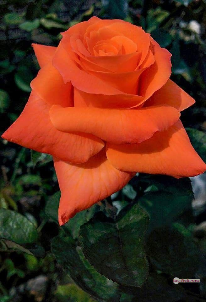 3300+ Beautiful Rose Flowers Image | Rose Flower HD Pic Download | 2728 saffron rose -(68)