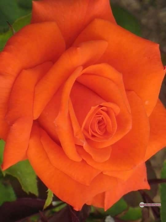 3300+ Beautiful Rose Flowers Image | Rose Flower HD Pic Download | 2724 saffron rose -(69)
