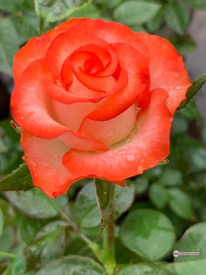 3300+ Beautiful Rose Flowers Image | Rose Flower HD Pic Download | 2727 saffron rose -(73)