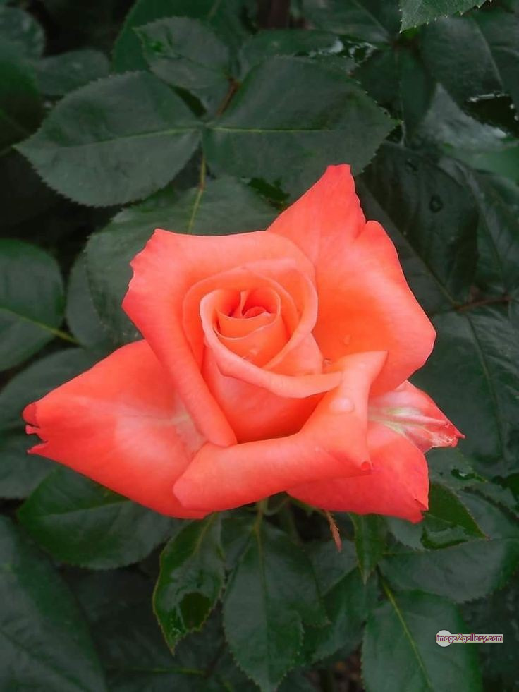 3300+ Beautiful Rose Flowers Image | Rose Flower HD Pic Download | 2731 saffron rose -(75)
