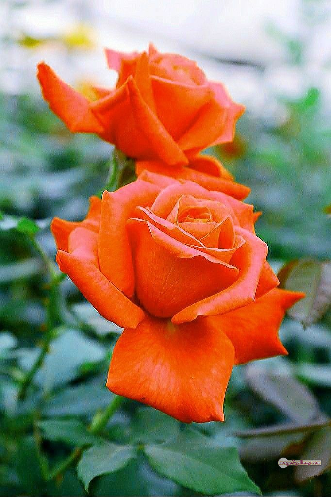 3300+ Beautiful Rose Flowers Image | Rose Flower HD Pic Download | 347 saffron rose -(76)