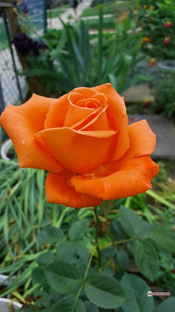 3300+ Beautiful Rose Flowers Image | Rose Flower HD Pic Download | 2736 saffron rose -(78)