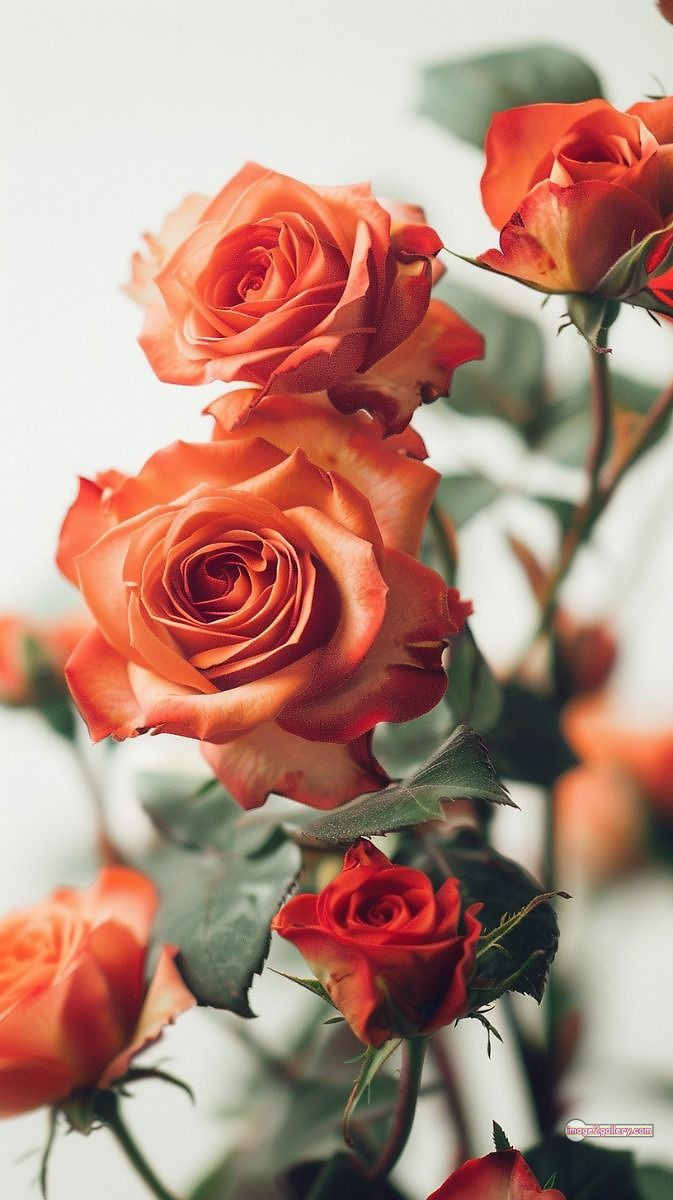 3300+ Beautiful Rose Flowers Image | Rose Flower HD Pic Download | 733 saffron rose -(9)