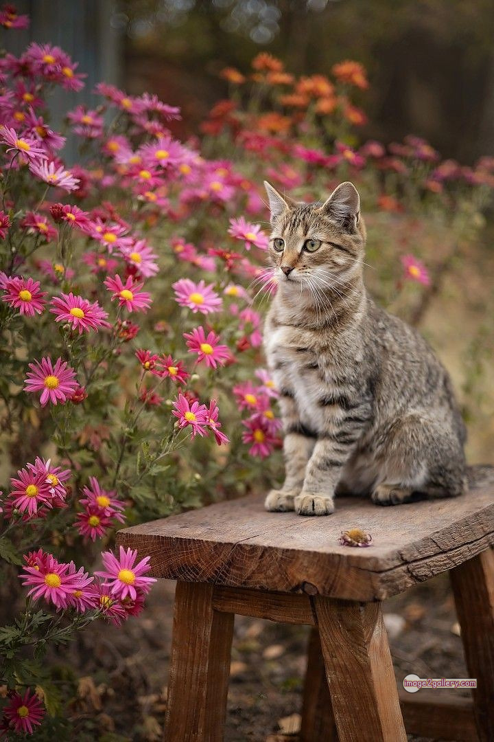 800+ Cute Cate Photos Download | Beautiful Cute Cat Images | 321 silly cat photo -(1)