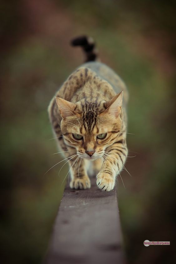 800+ Cute Cate Photos Download | Beautiful Cute Cat Images | 350 silly cat photo -(10)
