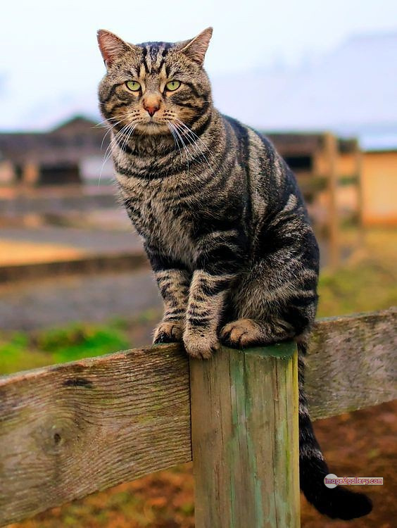 800+ Cute Cate Photos Download | Beautiful Cute Cat Images | 358 silly cat photo -(11)