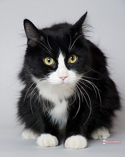 800+ Cute Cate Photos Download | Beautiful Cute Cat Images | 449 silly cat photo -(12)