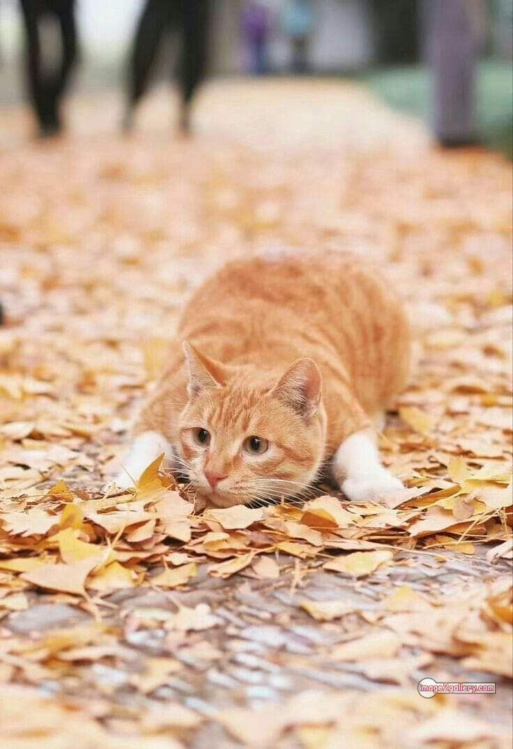 800+ Cute Cate Photos Download | Beautiful Cute Cat Images | 352 silly cat photo -(16)