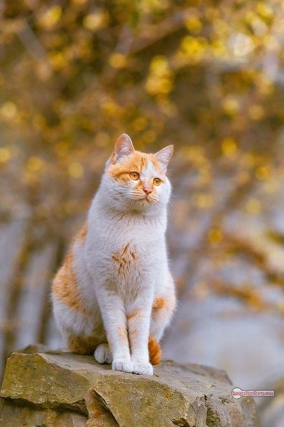 800+ Cute Cate Photos Download | Beautiful Cute Cat Images | 327 silly cat photo -(17)