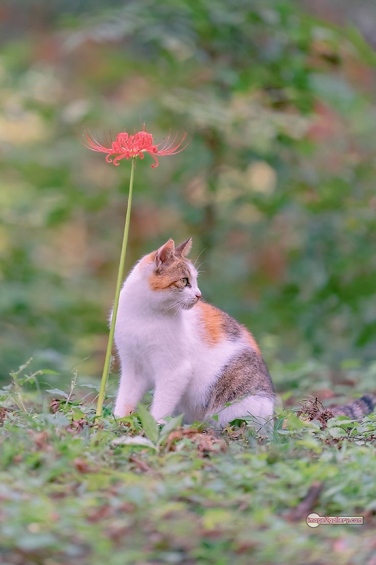 800+ Cute Cate Photos Download | Beautiful Cute Cat Images | 448 silly cat photo -(2)