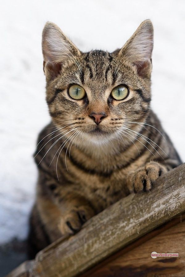 800+ Cute Cate Photos Download | Beautiful Cute Cat Images | 451 silly cat photo -(22)