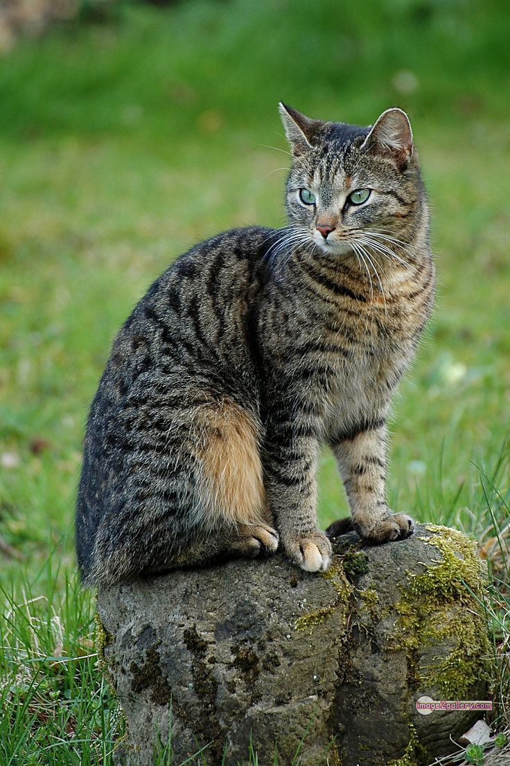 800+ Cute Cate Photos Download | Beautiful Cute Cat Images | 326 silly cat photo -(26)