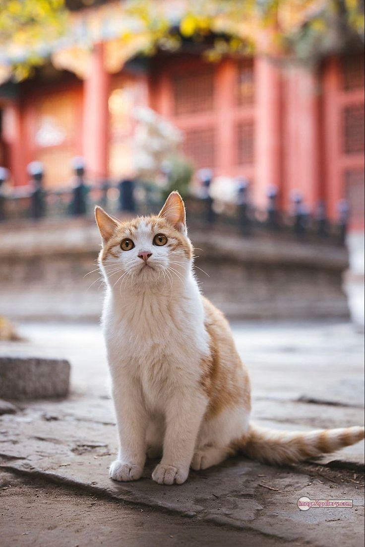 800+ Cute Cate Photos Download | Beautiful Cute Cat Images | 325 silly cat photo -(3)
