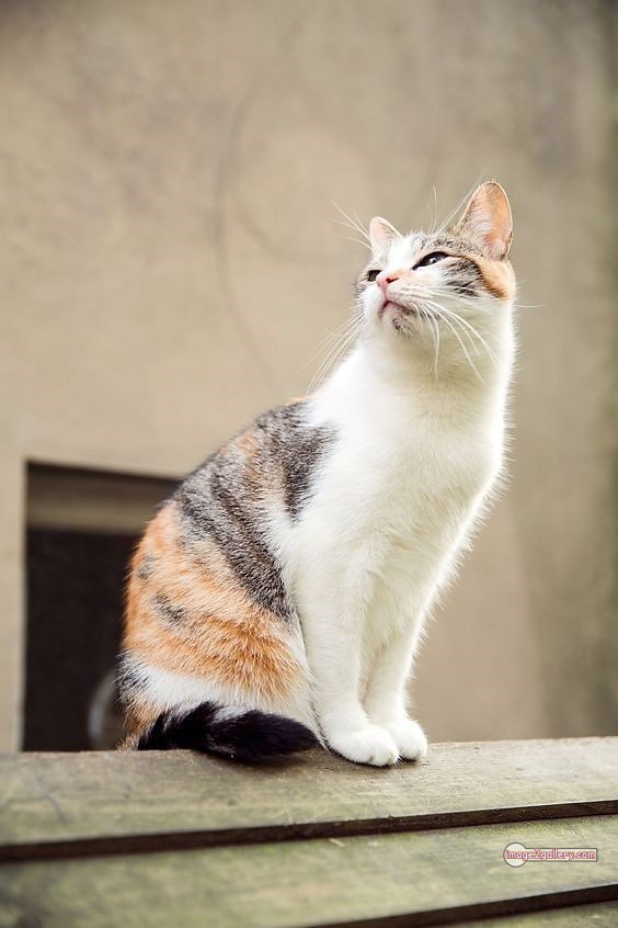 800+ Cute Cate Photos Download | Beautiful Cute Cat Images | 477 silly cat photo -(5)