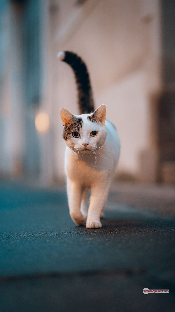 800+ Cute Cate Photos Download | Beautiful Cute Cat Images | 324 silly cat photo -(6)