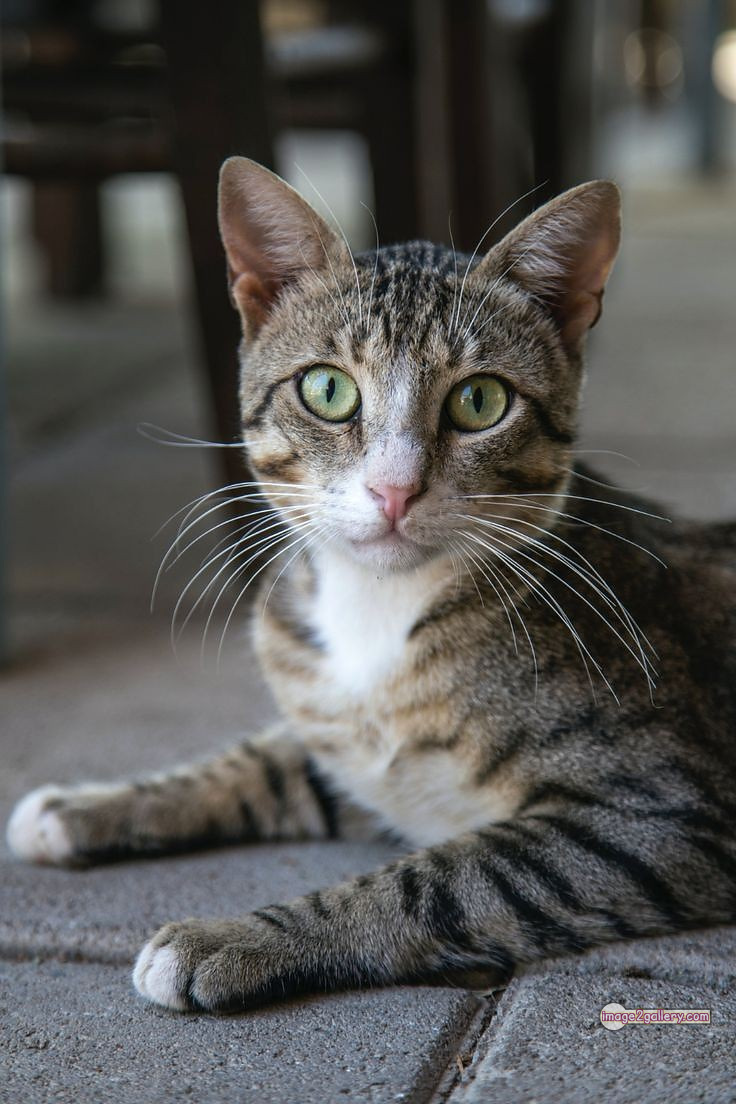 800+ Cute Cate Photos Download | Beautiful Cute Cat Images | 322 silly cat photo -(7)