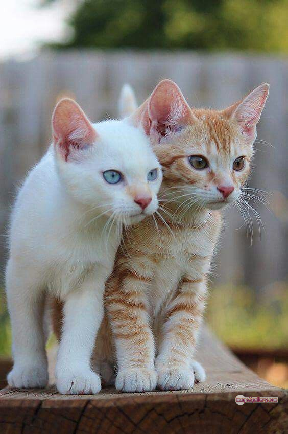 800+ Cute Cate Photos Download | Beautiful Cute Cat Images | 357 silly cat photo -(8)