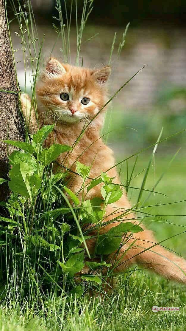800+ Cute Cate Photos Download | Beautiful Cute Cat Images | 377 silly cat picture -(10)