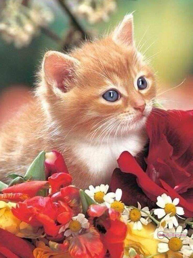 800+ Cute Cate Photos Download | Beautiful Cute Cat Images | 368 silly cat picture -(11)