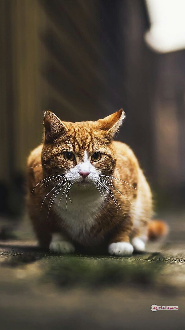800+ Cute Cate Photos Download | Beautiful Cute Cat Images | 374 silly cat picture -(12)