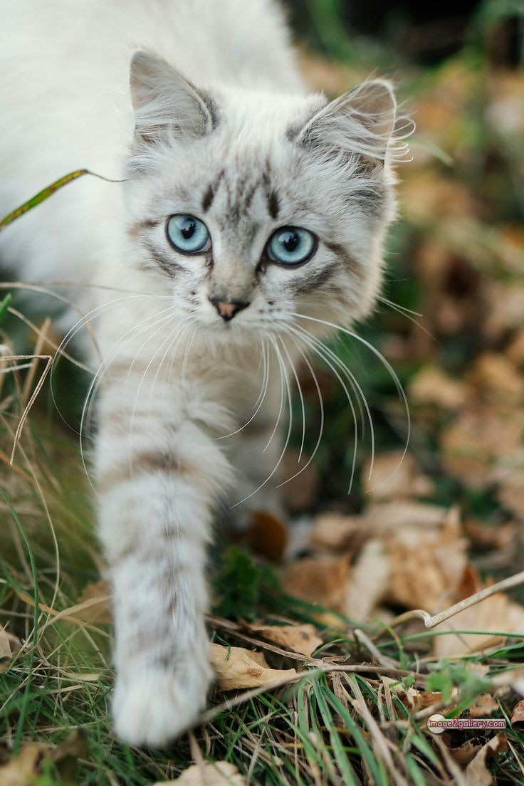 800+ Cute Cate Photos Download | Beautiful Cute Cat Images | 376 silly cat picture -(14)