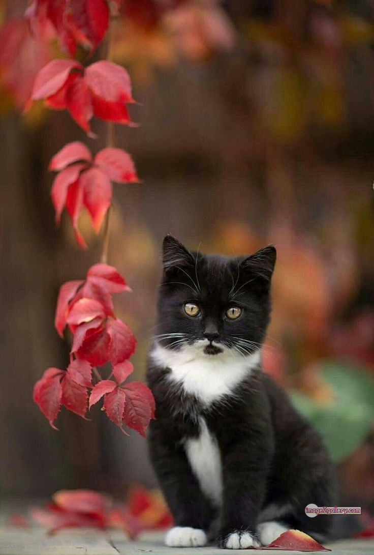800+ Cute Cate Photos Download | Beautiful Cute Cat Images | 375 silly cat picture -(15)