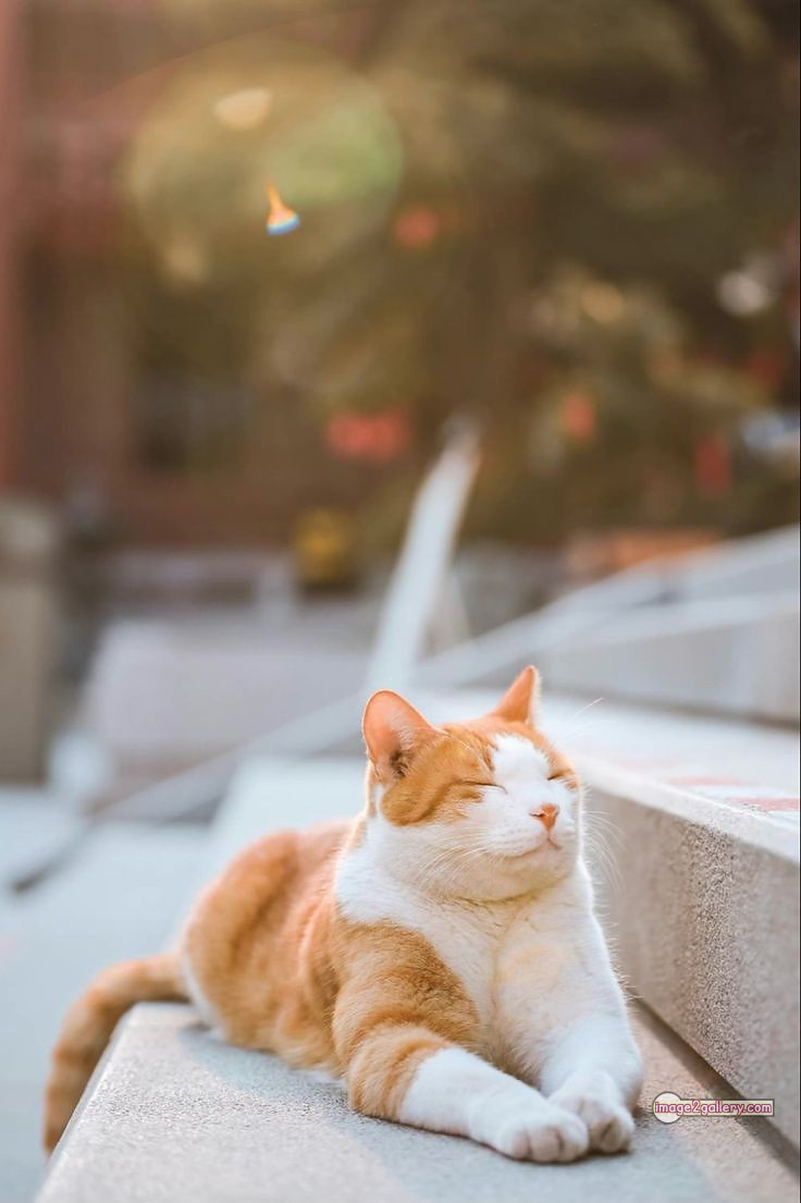800+ Cute Cate Photos Download | Beautiful Cute Cat Images | 372 silly cat picture -(16)