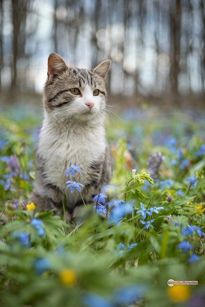 800+ Cute Cate Photos Download | Beautiful Cute Cat Images | 359 silly cat picture -(18)
