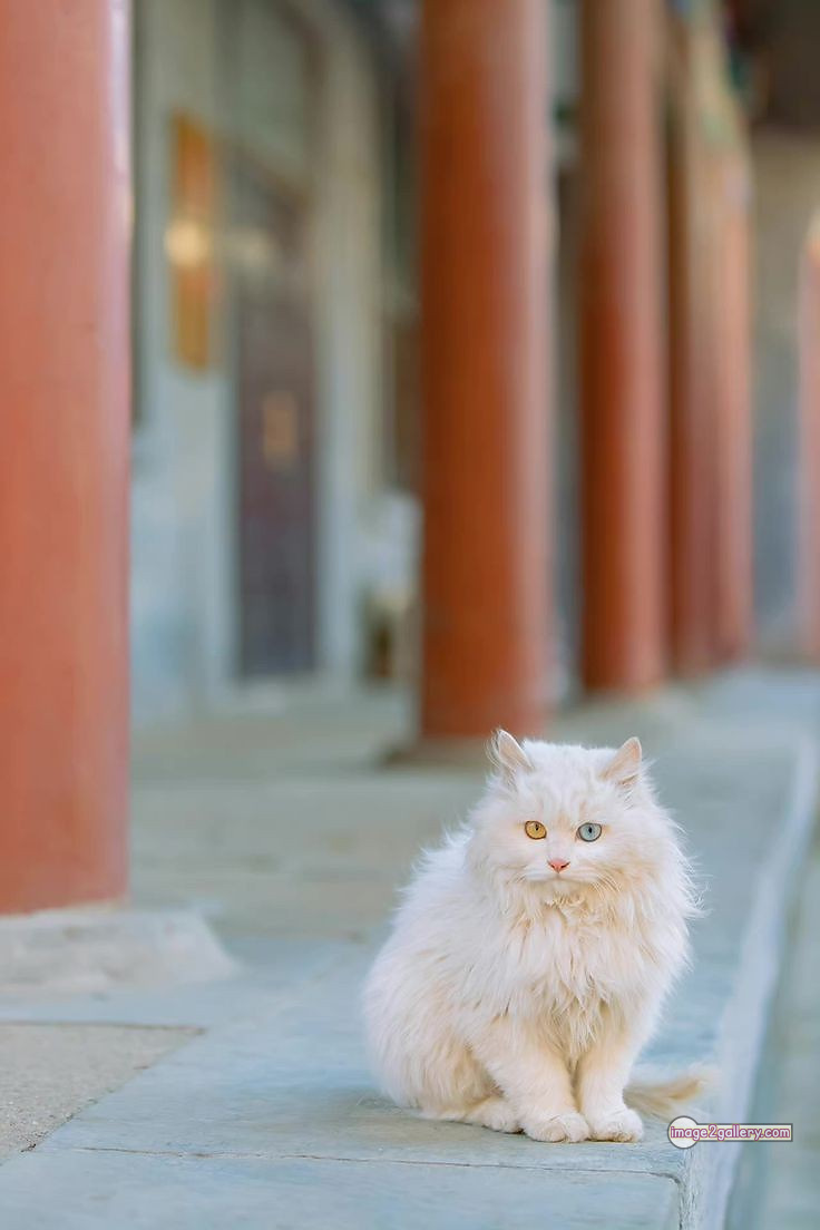 800+ Cute Cate Photos Download | Beautiful Cute Cat Images | 455 silly cat picture -(2)