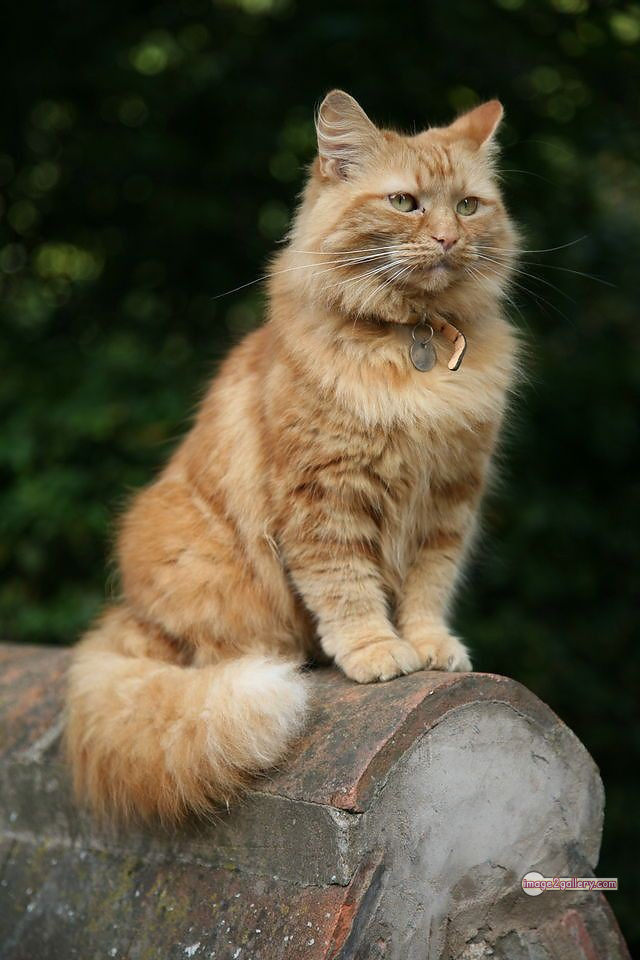 800+ Cute Cate Photos Download | Beautiful Cute Cat Images | 361 silly cat picture -(20)