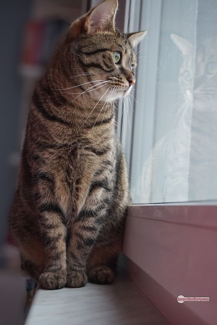 800+ Cute Cate Photos Download | Beautiful Cute Cat Images | 367 silly cat picture -(23)